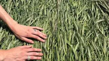 Black beans planed into rye grass.