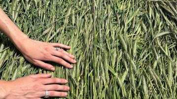 Black beans planed into rye grass.