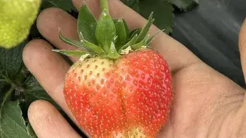 Strawberry in hand.
