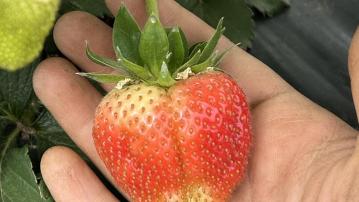 Strawberry in hand.