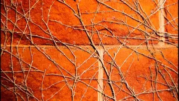 vines on brick building