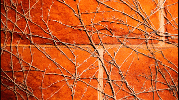 vines on brick building