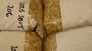 Grain samples