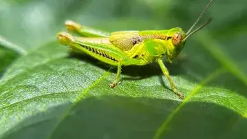 Grasshopper