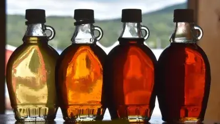 jugs of maple syrup ranging from light to dark on windowsill