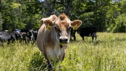 Cow