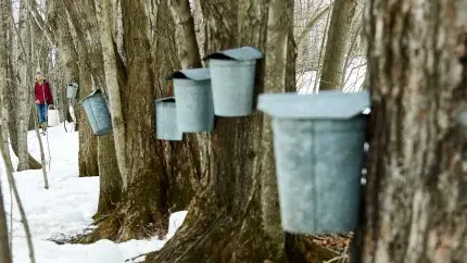 maple buckets on trees with snow on the ground