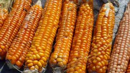 Flint corn