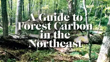 Title page of the document with white text in front of a forest