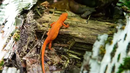 Red salamander crawling over a log