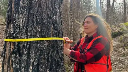 person measuring a tree