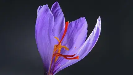 close up of a saffron flower