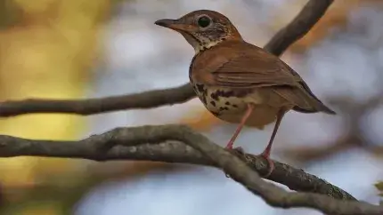 wood thrush sitting on a branch in the sunrise