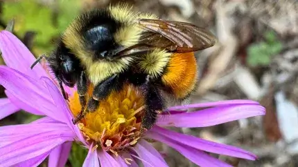 Bumblebee on fall aster (photo by Debra Heleba)