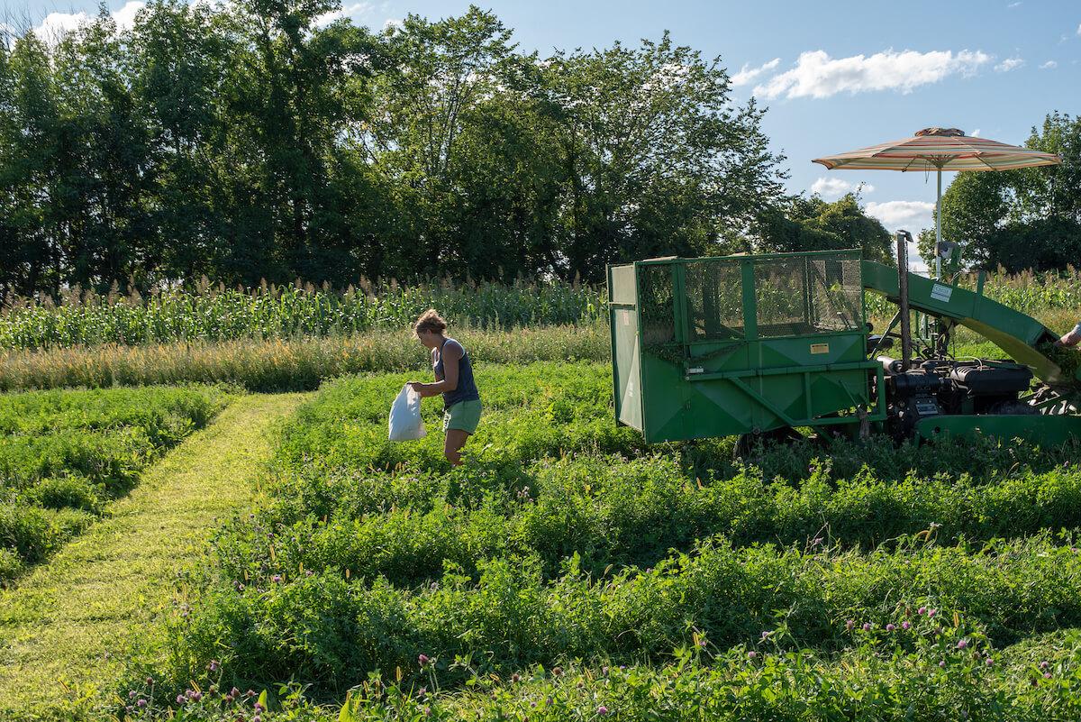 Professor of Extension, Heather Darby works on a farm