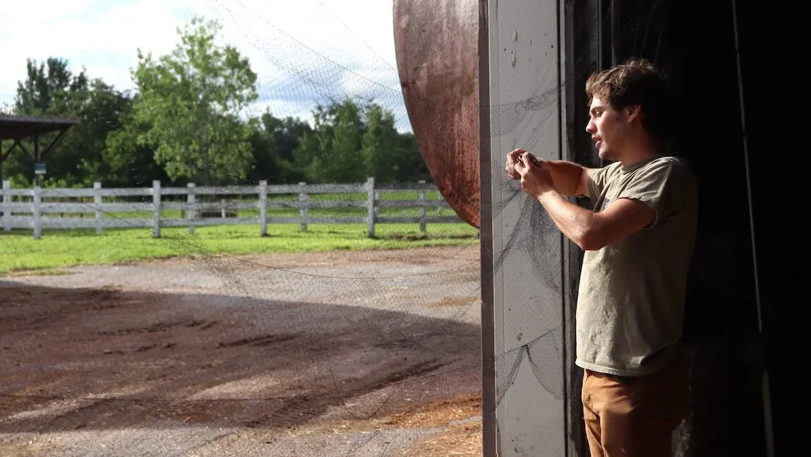 student gently untangling a bird from a net strewn across an open barn door