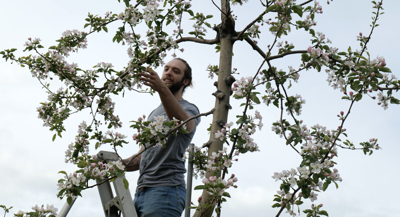 man checks apple trees in bloom for blight