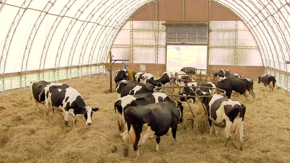 A herd of Holstein cows in a bedded pack style hoop house.