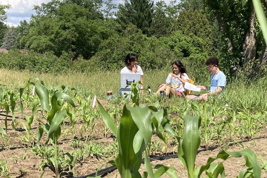 three students conversing on the edge of a corn field.