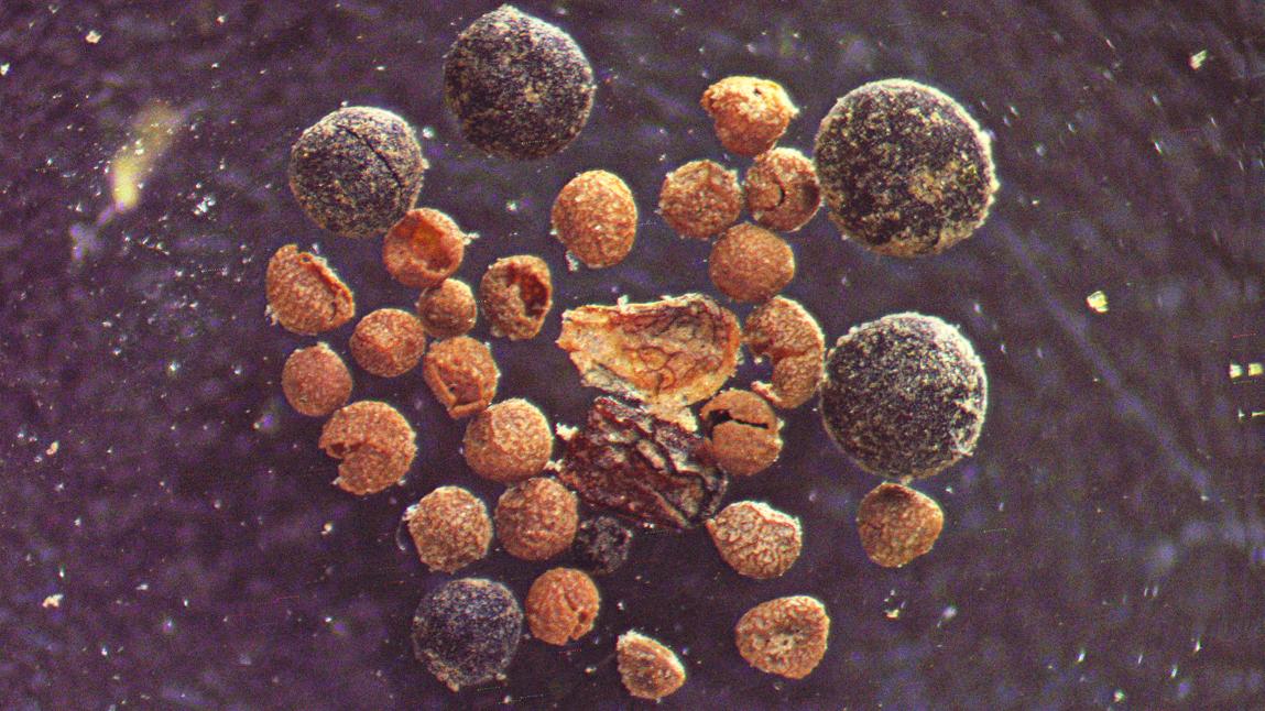 seeds under microscope