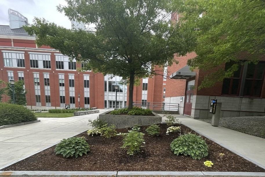a rectangular flowerbed with brown mulch and green plants