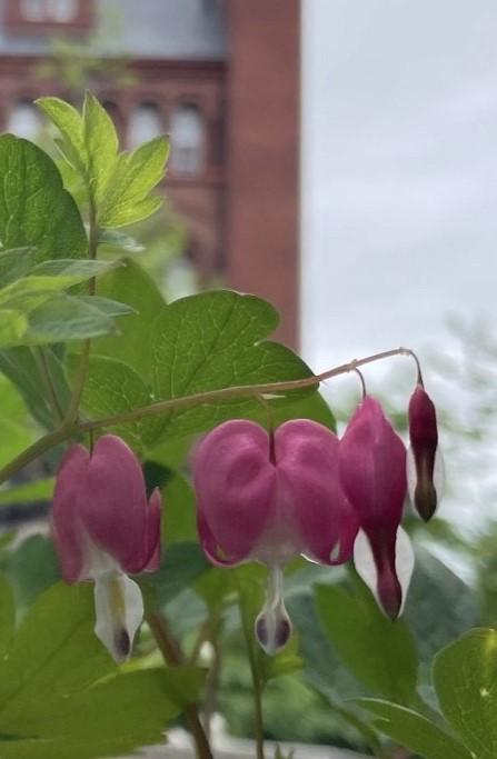 pink bleeding heart flowers in the foreground with a building in the background, out of focus