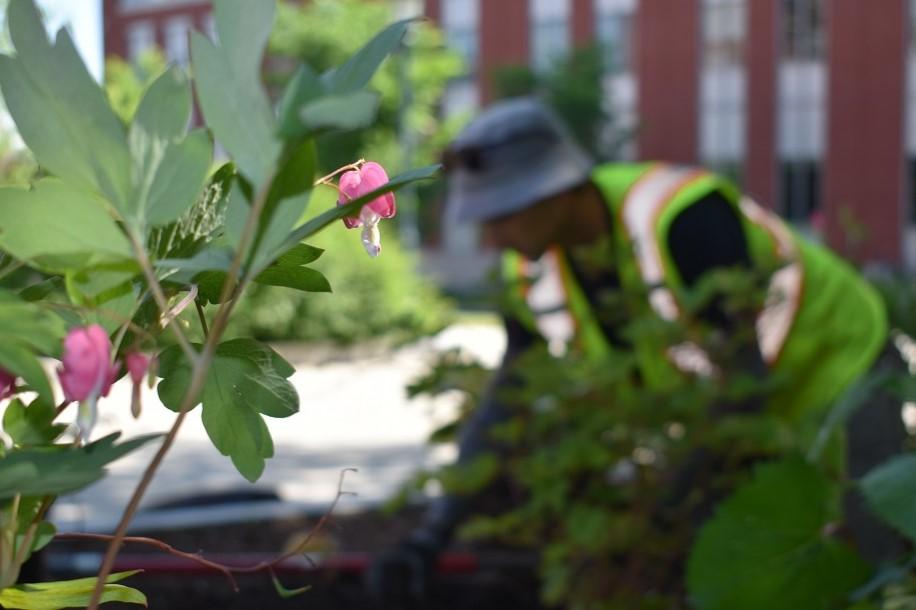 pink bleeding heart flowers in the foreground, with a person working in a flowerbed in the background, out of focus