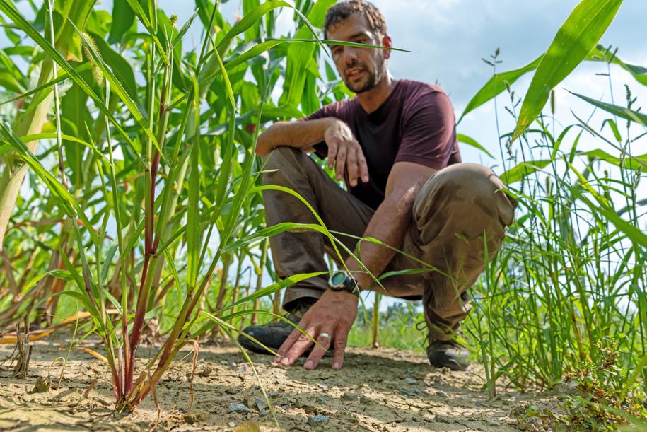 Joshua Faulkner touches a dry ground in a cornfield.