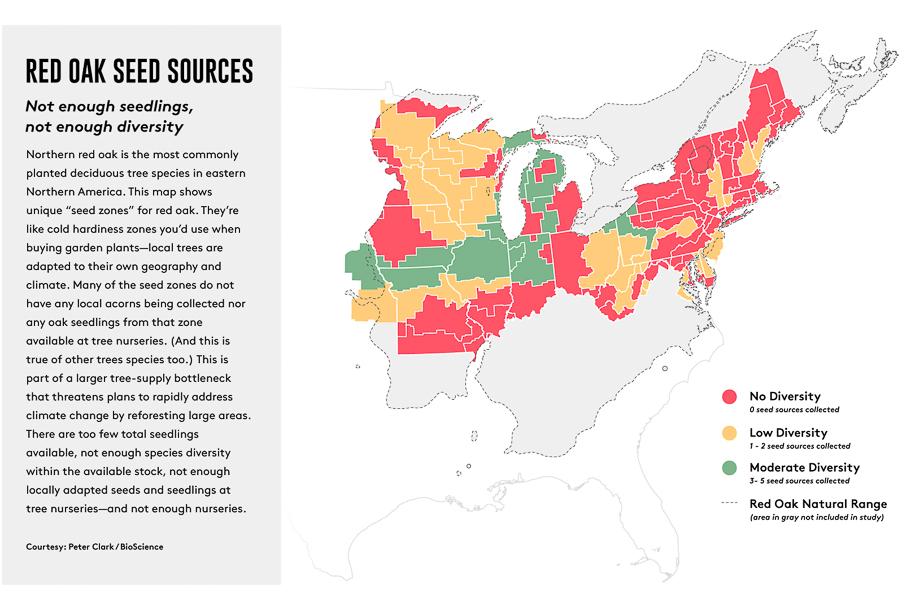 red oak seedling map