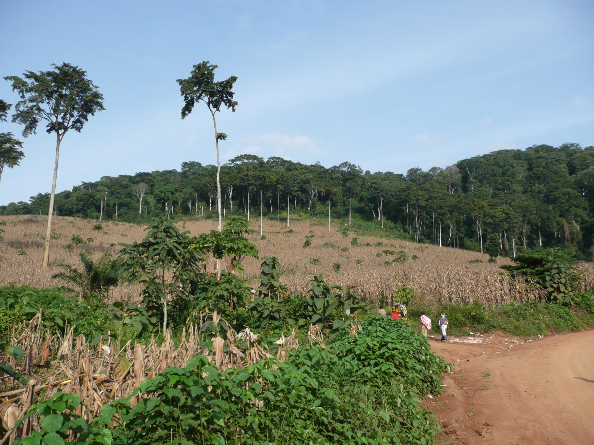 1.	The border between maize fields and standing forest in the Eastern Arc Mountains, Tanzania.