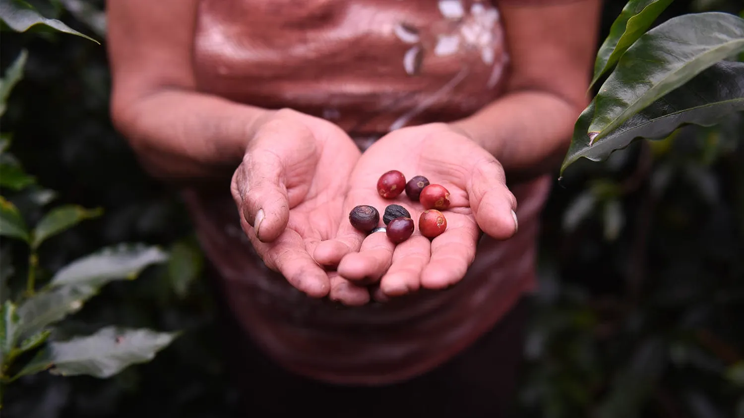 Image of hands holding coffee beans