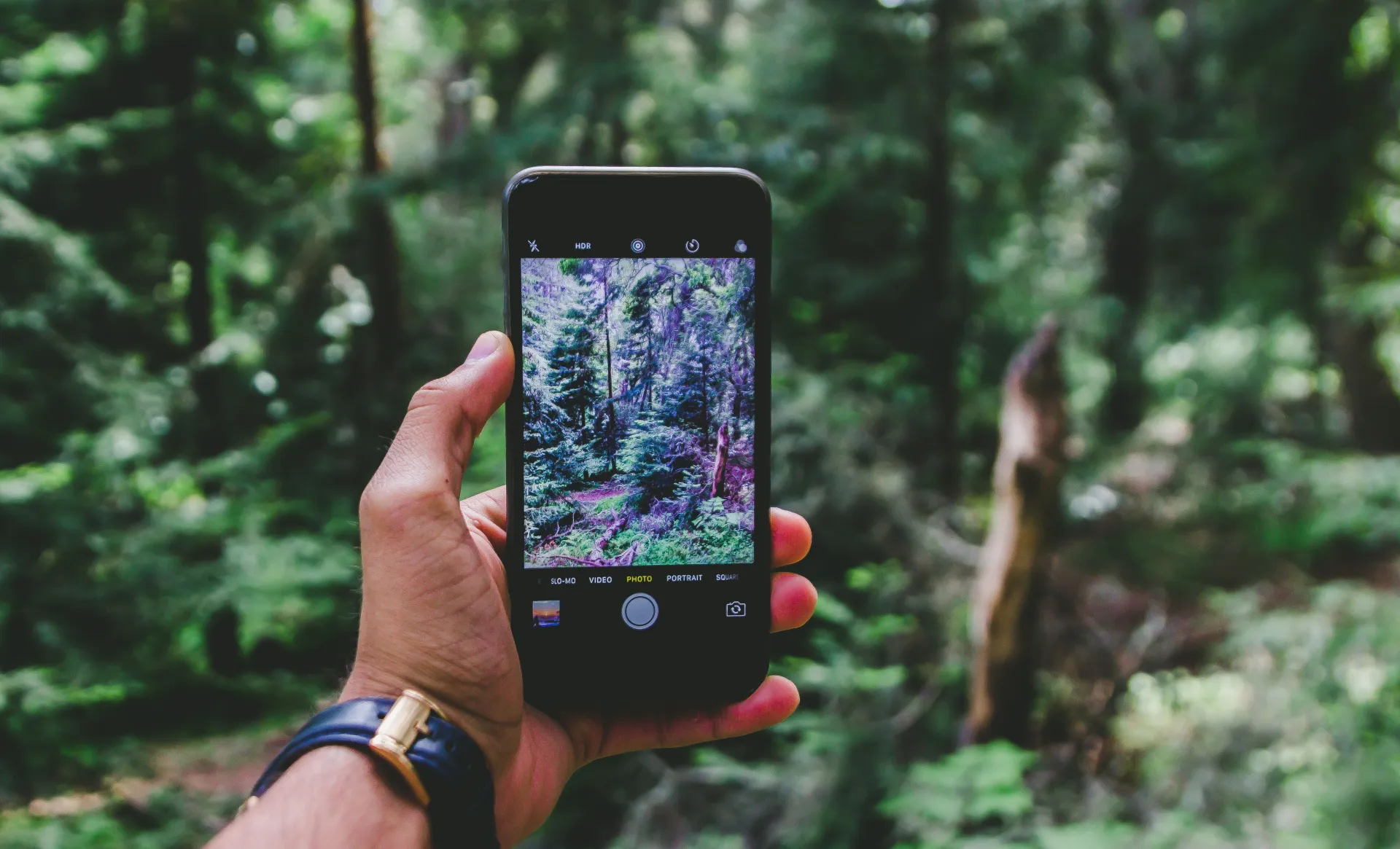 A person is holding a smartphone in a wild forest. 