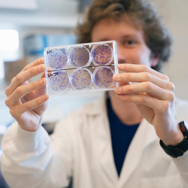 A student reviews slides with purple-colored cultures.