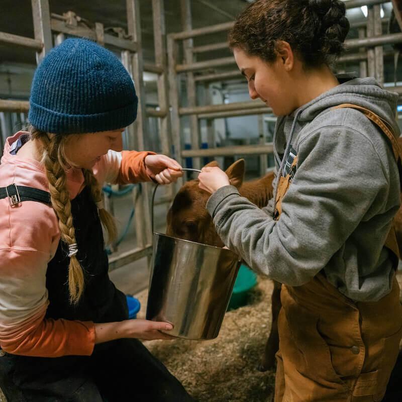 Two students feed a young calf.