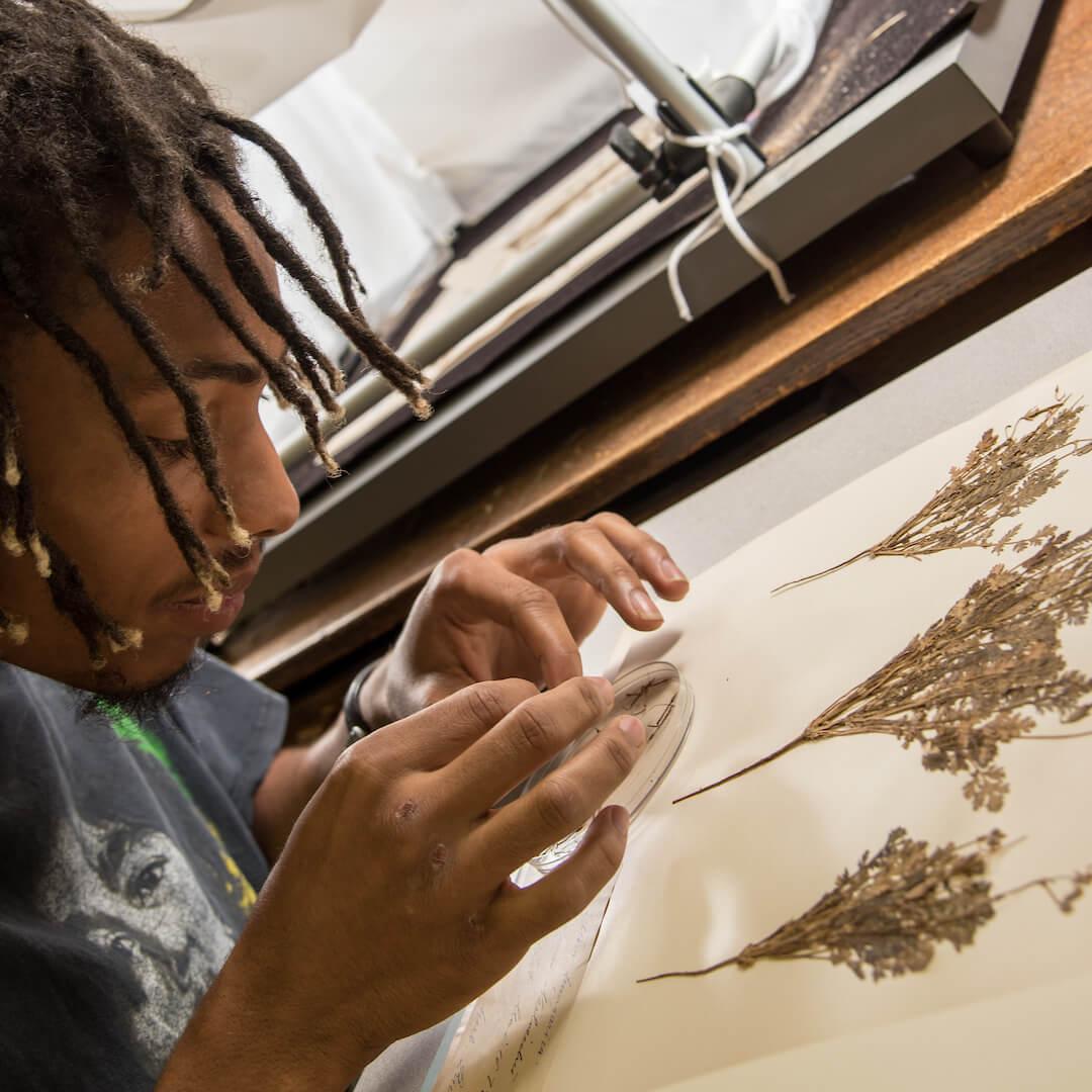 Inspecting historic plant specimens.