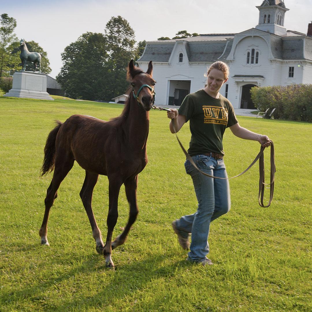 student leads a horse across a field