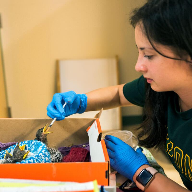 student feeds baby bird with eye dropper