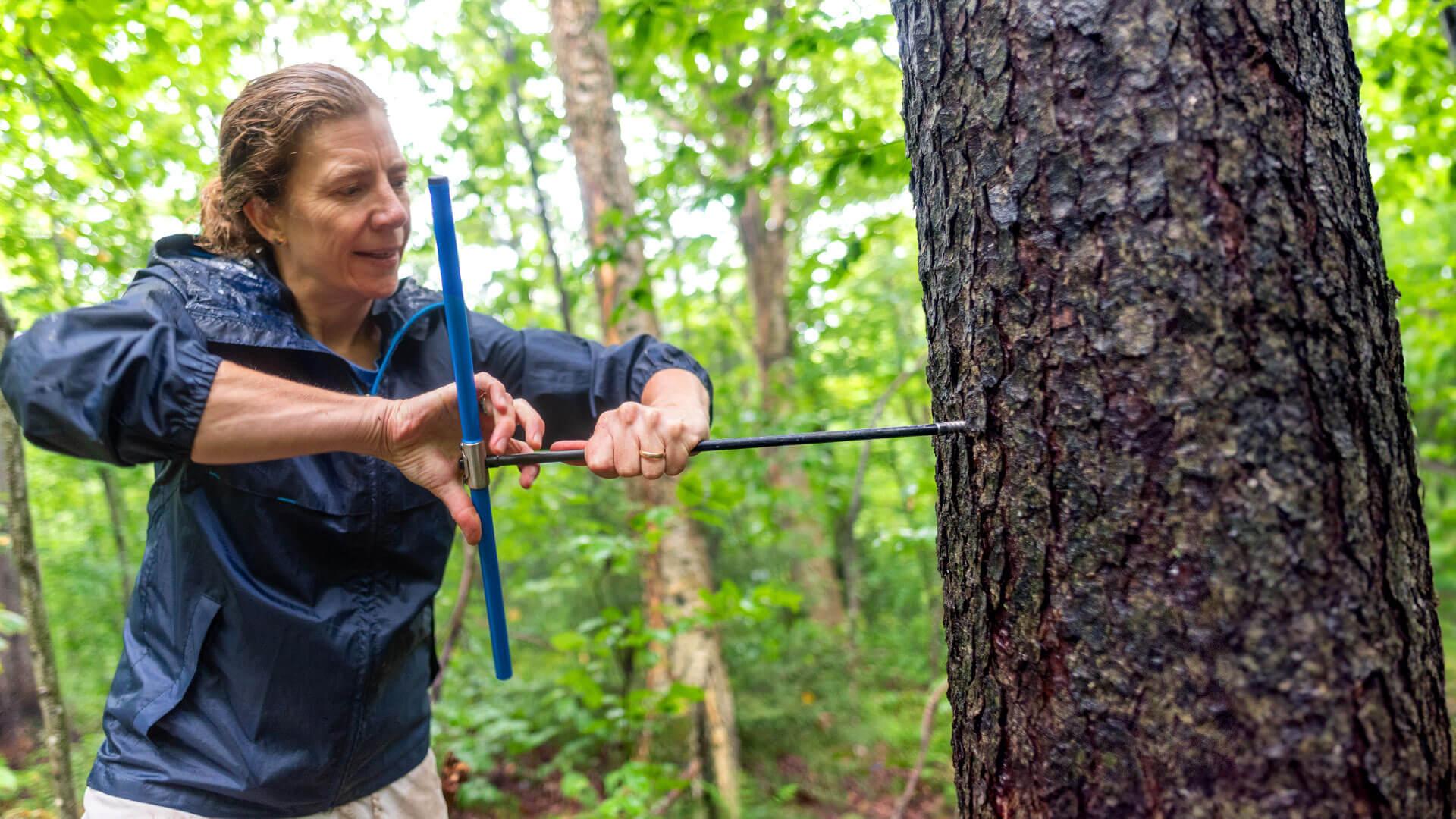 a faculty member twists a coring device into a tree to get a sample