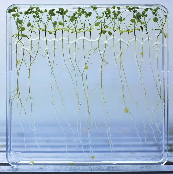 plant roots grow in a root experiment