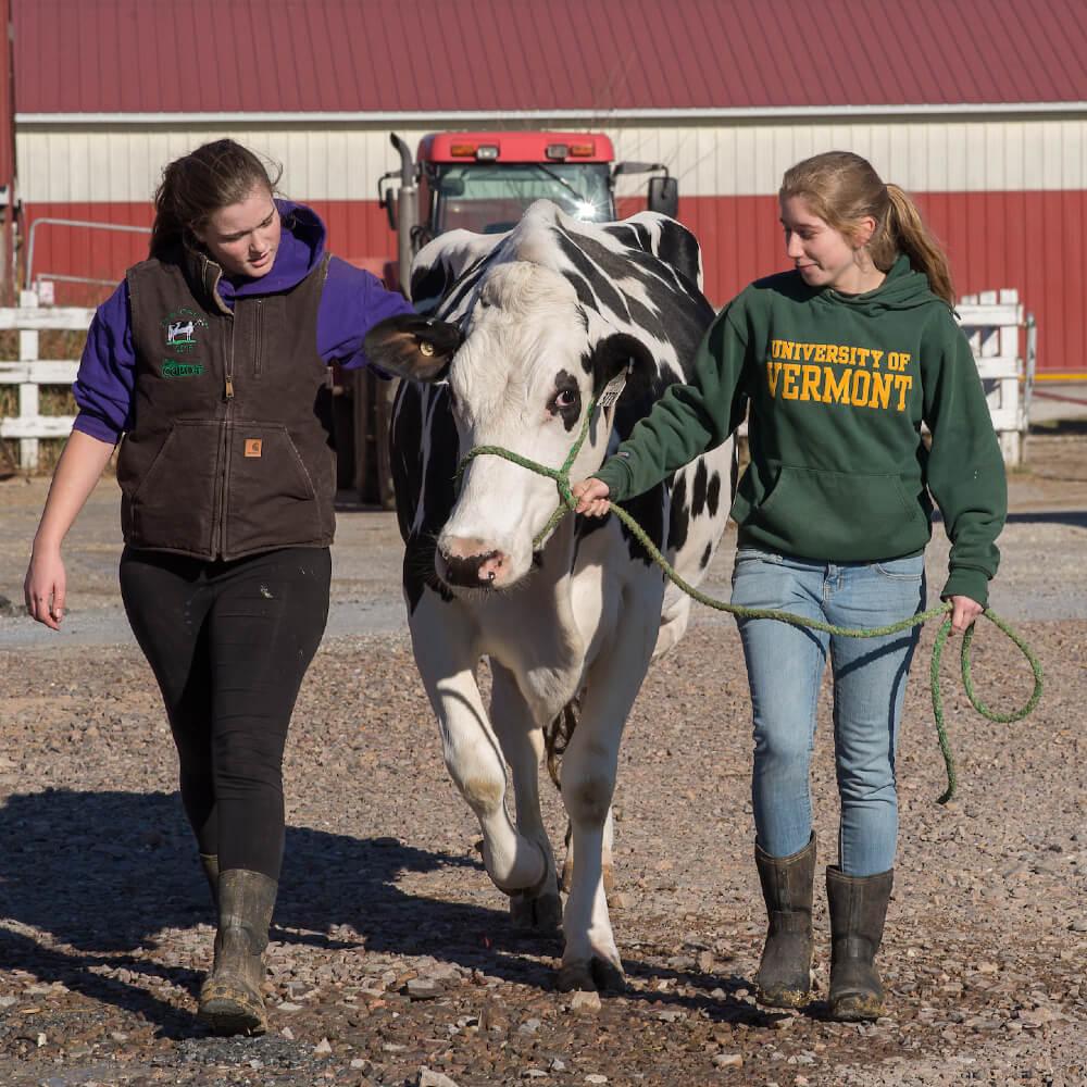 cow and two students