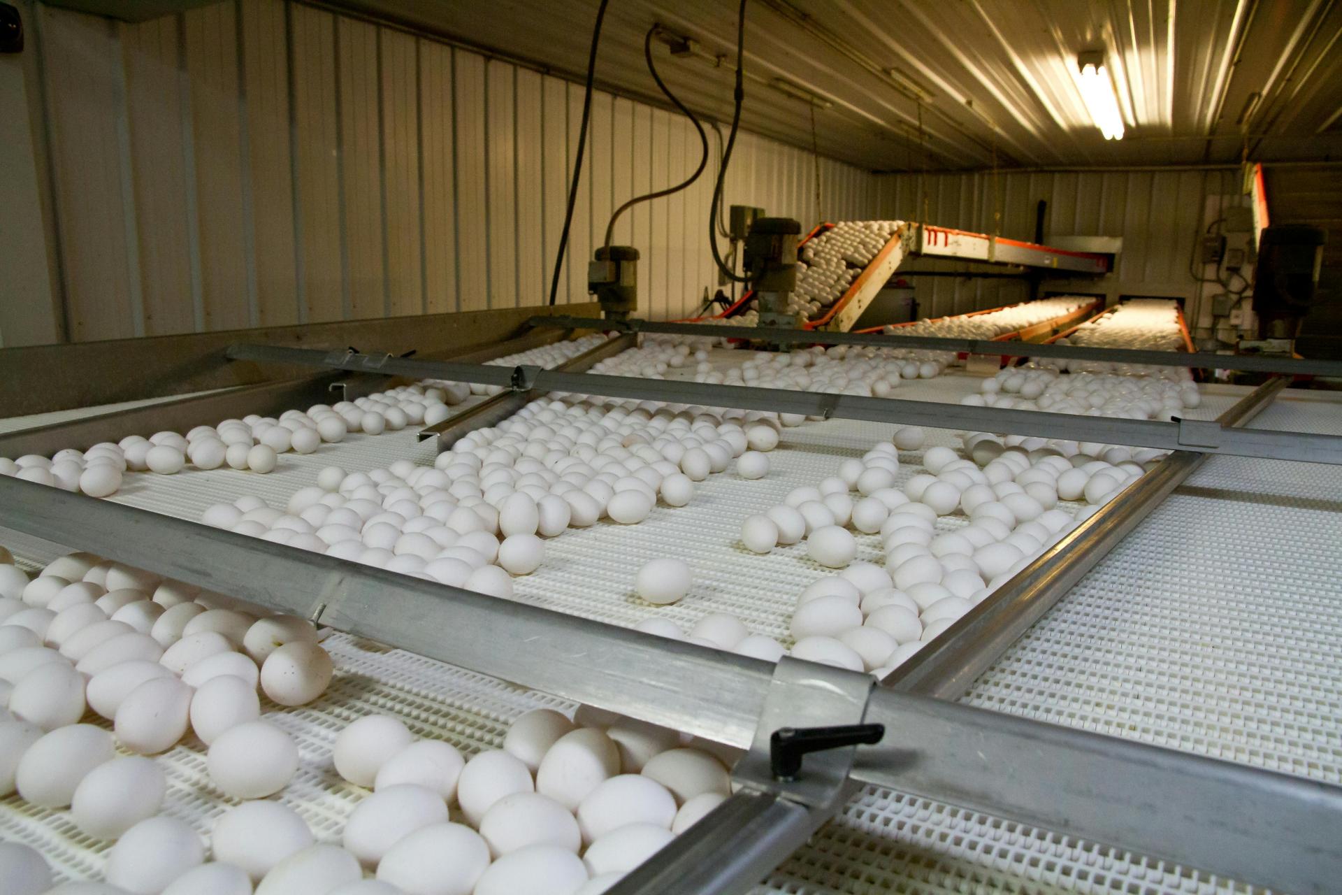 eggs being sorted