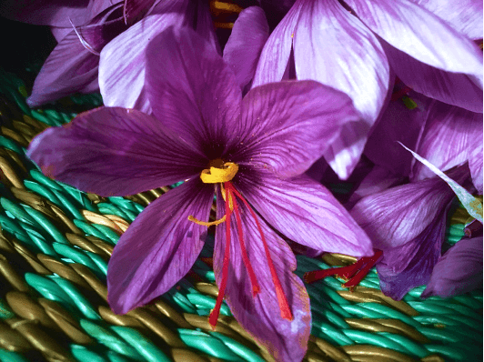 Saffron flowers picked to harvest