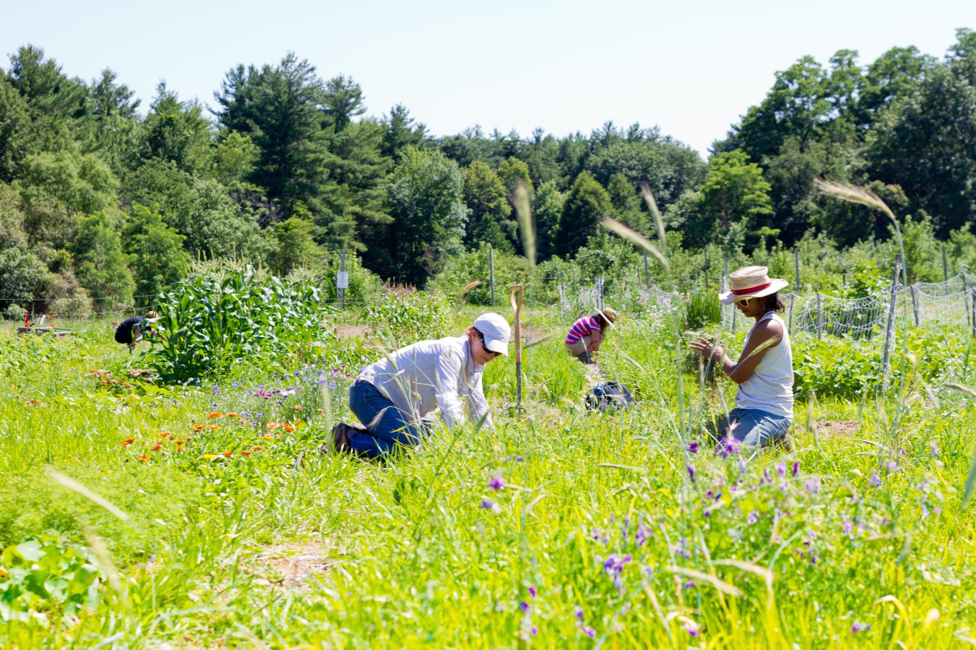 Students working in farm