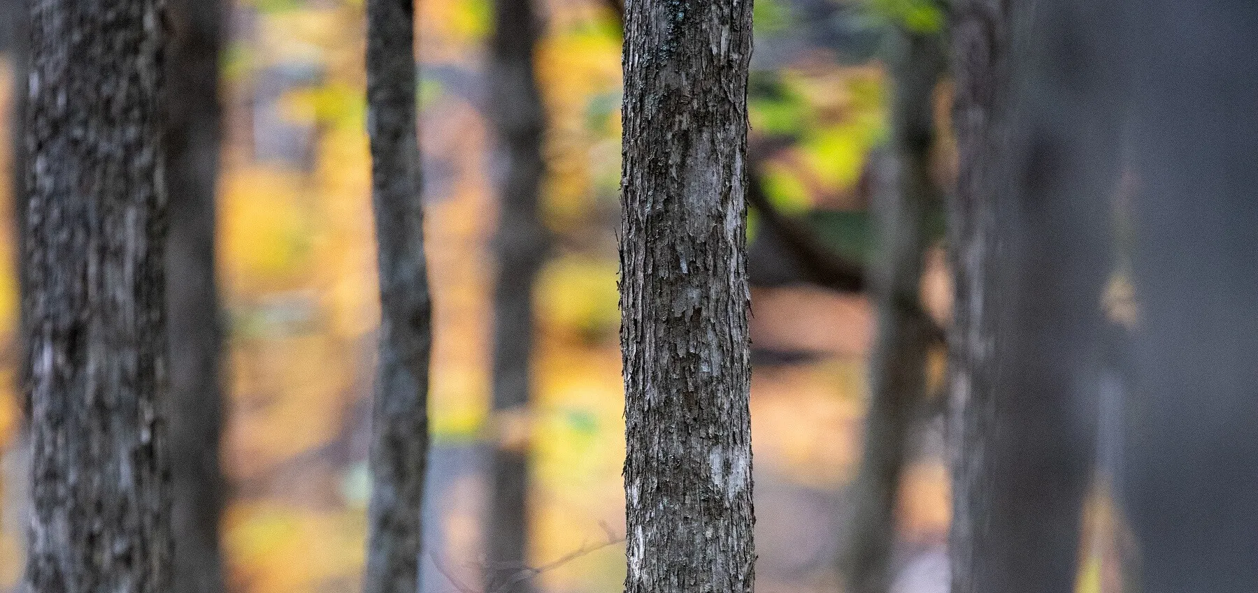 A close up view of bark on trees in a forest