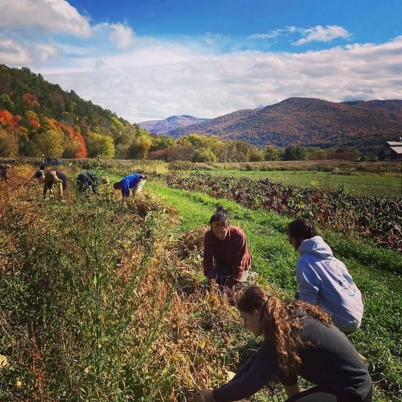 Students in a field helping a local farm organization during harvest season.