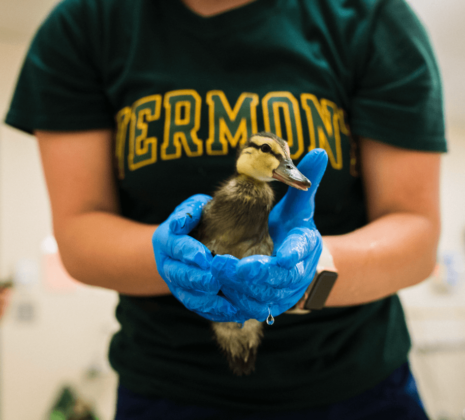 Student on an internship rehabilitating wildlife, in this case a duck