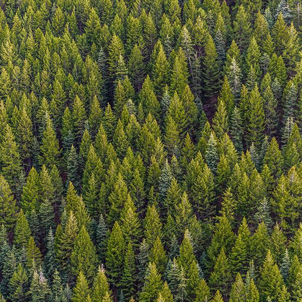 Wolcott Research Forest Rubenstein - Forest Trees