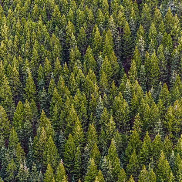 long shot of a forest from above with green trees