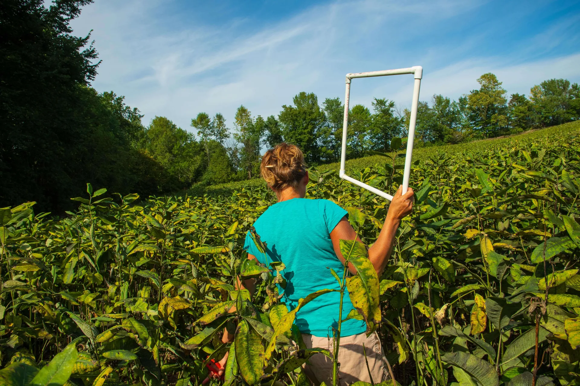 A UVM Eco Rep walks through a field of green plants, holding PVC on a sunny day.