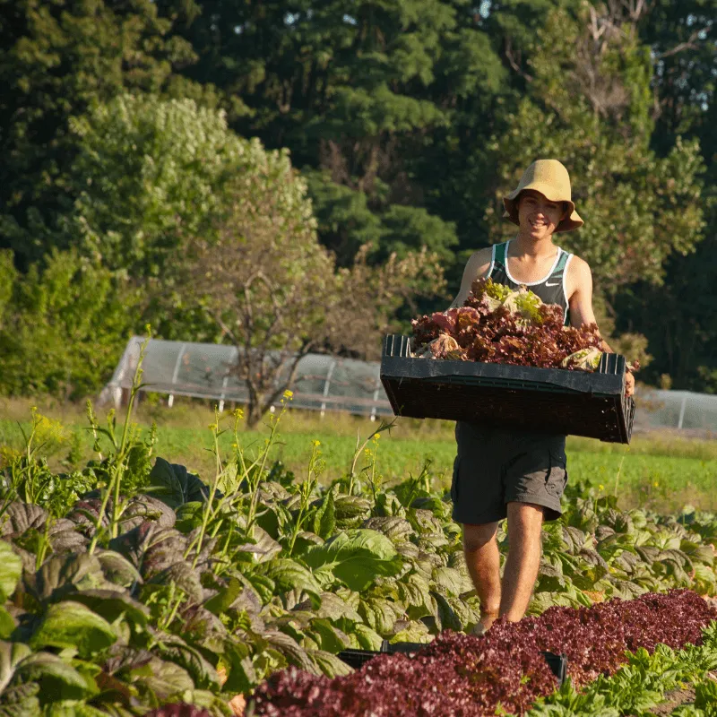 Student carrying tray of harvested vegetables